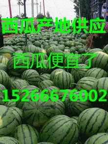 今日绿瓜茄价格最新行情,今日行情一览