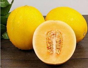 白沙蜜瓜种子价格今日行情,“今日白沙蜜瓜种子价格行情一览”