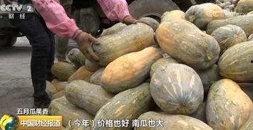 今日蜜夲瓜价,市场动态一览无余”