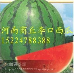 大理小瓜价格今日行情,波动分析及市场趋势解读”