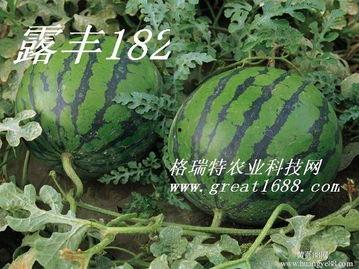 2023礼品瓜今日行情,新鲜热销，价格波动解析