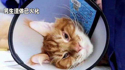 51热门大瓜今日大瓜最新胖猫,今日大瓜聚焦，胖猫成焦点热议