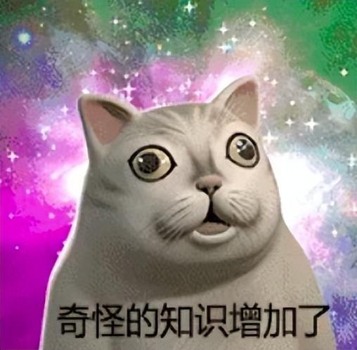 51热门大瓜今日大瓜最新胖猫,今日大瓜聚焦，胖猫成焦点热议