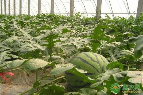 天津今日份瓜价,新鲜上市，价格波动一览
