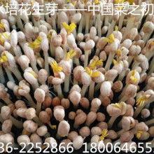 佛手瓜批发价格今日行情,波动分析及市场趋势解读”