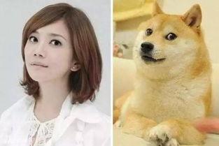 明星网红动物图片大全,明星萌宠大盘点