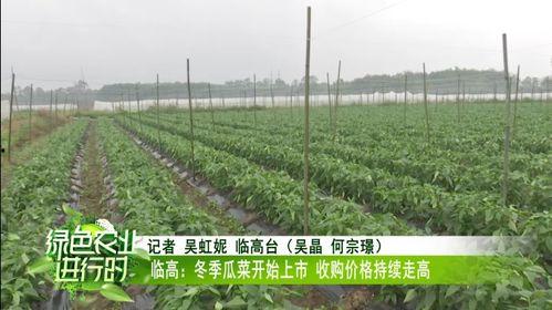 瓜菜类今日价格,市场行情一览