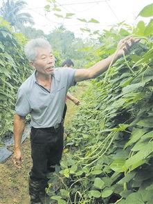 河南今日瓜菜行情价格,价格波动，市场供需分析