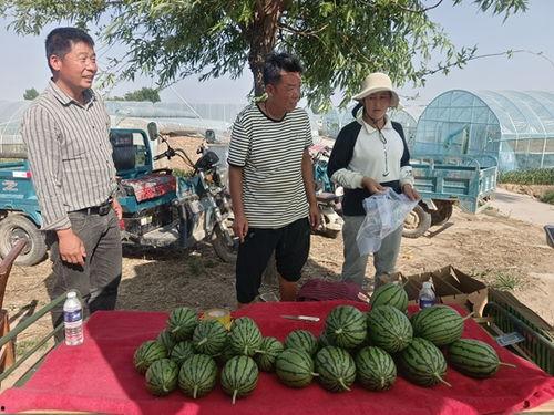 中牟吊瓜今日报价最新,新鲜采摘，价格行情一览