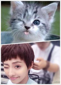 明星网红同款猫咪头像,明星同款萌宠风采大揭秘