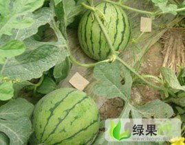 山东旱瓜今日收购价,行情波动，农民收益如何？