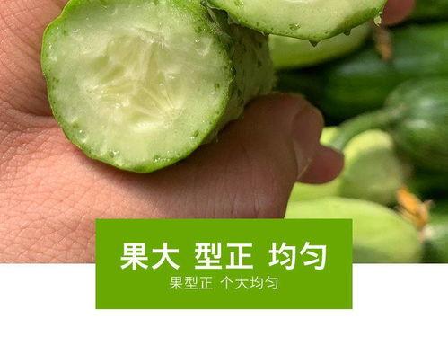 山东旱瓜今日收购价,行情波动，农民收益如何？