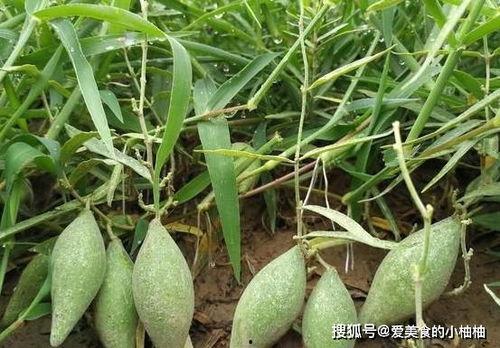 安国地梢瓜的今日价格,市场行情一览”