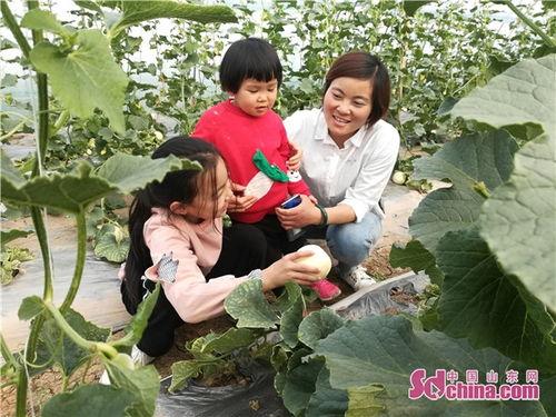 金乡胡集白梨瓜今日价格,价格行情一览”