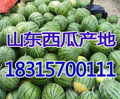 今日包瓜价格,市场行情一览