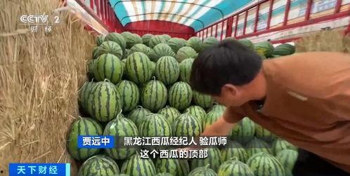中牟万邦麒麟瓜今日价格,价格行情一览”
