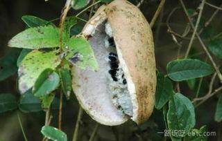 今日头条卖八月瓜,夏日里的天然清凉果，养生美味两不误