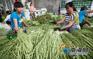 三亚今日瓜菜价钱,新鲜直供，实惠可见