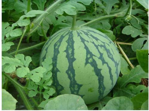 今日热瓜 吃瓜 每日更新.co,每日更新，吃瓜群众必看！”