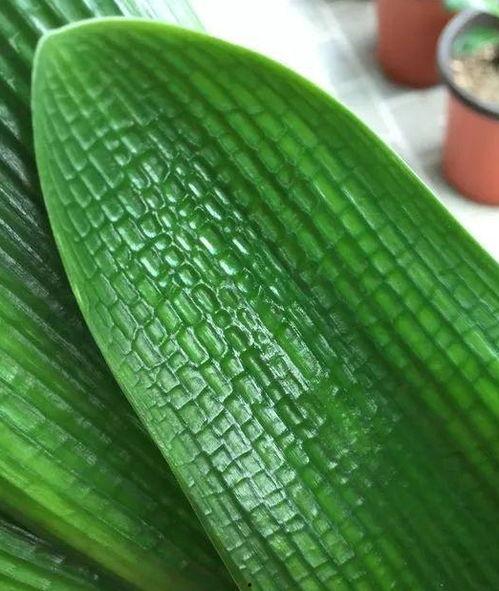 今日四季鲜角瓜价格,四季鲜角瓜市场行情一览”