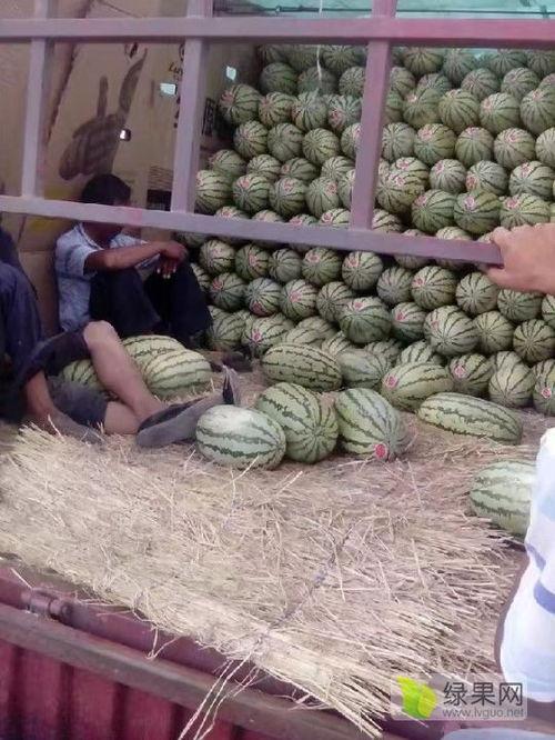 西双版纳麒麟瓜今日行情,今日价格走势分析