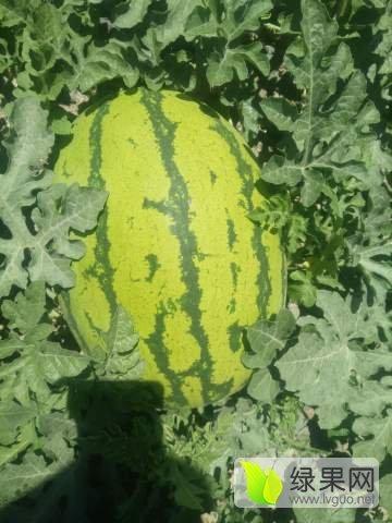 靖远硒砂瓜今日价格表查询,靖远硒砂瓜今日价格行情一览