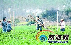 今日瓜菜价,市民菜篮子受影响