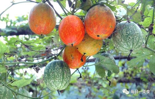 2024吊瓜今日地头价格行情,今日行情一览