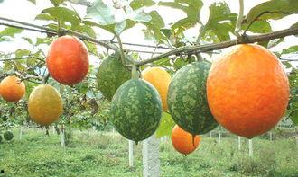 2024吊瓜今日地头价格行情,今日行情一览