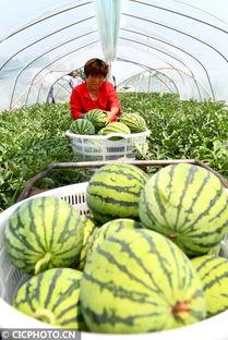 河南今日瓜菜行情如何,丰产丰收，价格稳中有升