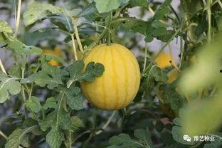 河南今日瓜菜行情如何,丰产丰收，价格稳中有升