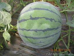 河南今日瓜菜行情如何,丰产丰收，价格稳中有升