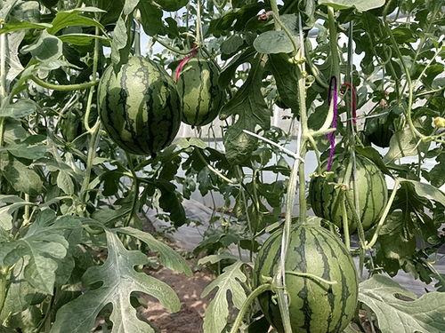 魏县小吊瓜今日价格行情,今日行情火爆，价格走势分析”