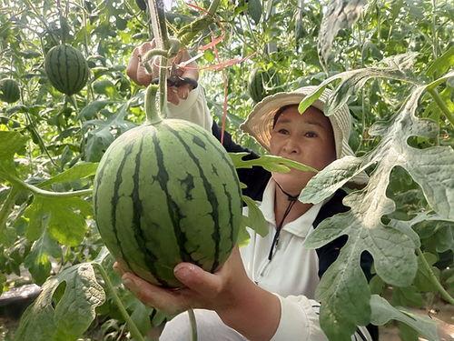 魏县小吊瓜今日价格行情,今日行情火爆，价格走势分析”