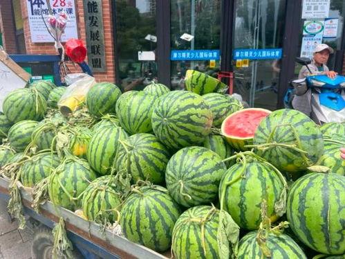 魏县小吊瓜今日价格行情,今日行情火爆，价格走势分析”