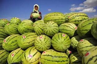 宁夏今日茭瓜价格,品质优价实惠