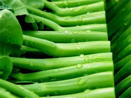 宁夏今日茭瓜价格,品质优价实惠