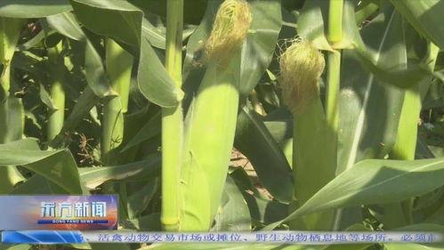 今日瓜菜价行情,市场行情一览