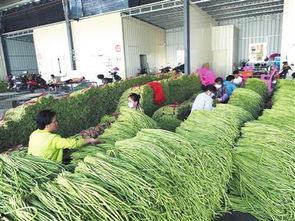 今日瓜菜价行情,市场行情一览