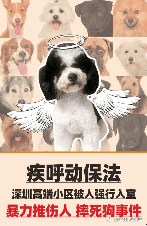 51今日吃瓜香香公主和爱犬文章,51今日吃瓜背后的温馨故事