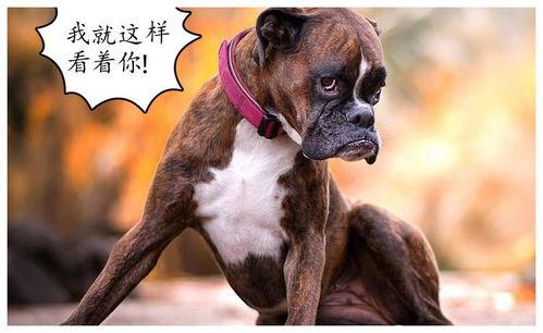 51今日吃瓜香香公主和爱犬文章,51今日吃瓜背后的温馨故事