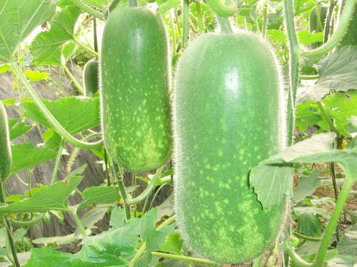 每日大瓜今日吃瓜XXOO,揭秘XXOO背后的惊人真相