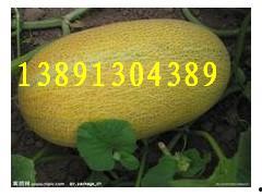 海南哈密瓜产地今日价格,品质佳品，价格亲民