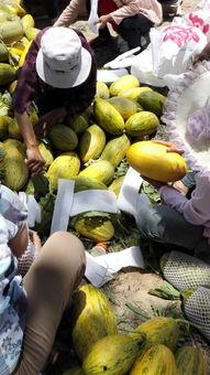 海南哈密瓜产地今日价格,品质佳品，价格亲民