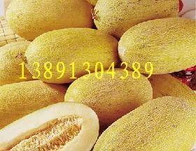 海南哈密瓜产地今日价格,品质佳品，价格亲民