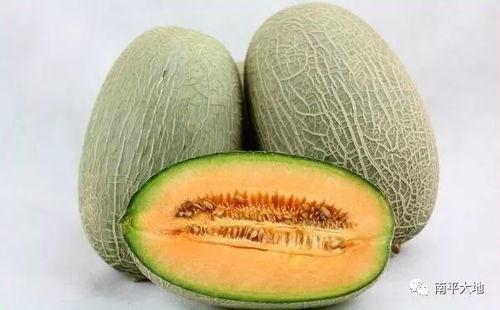 蒙阳雨润哈密瓜今日价格,今日价格揭晓，品质与实惠并存”