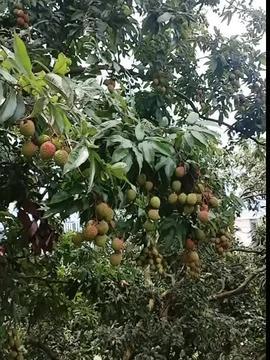 沈阳哈密瓜今日头条,今日头条聚焦甜蜜美味，探寻产地魅力