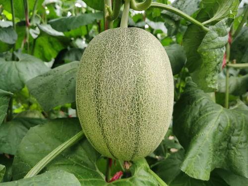 海沙蜜瓜今日价格,甜蜜新季，价格几何？