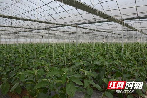 岳阳瓜菜小镇今日新闻,丰收景象映衬乡村振兴新篇章