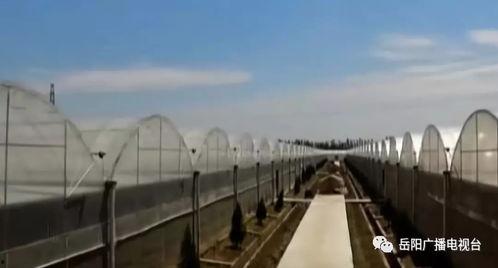 岳阳瓜菜小镇今日新闻,丰收景象映衬乡村振兴新篇章